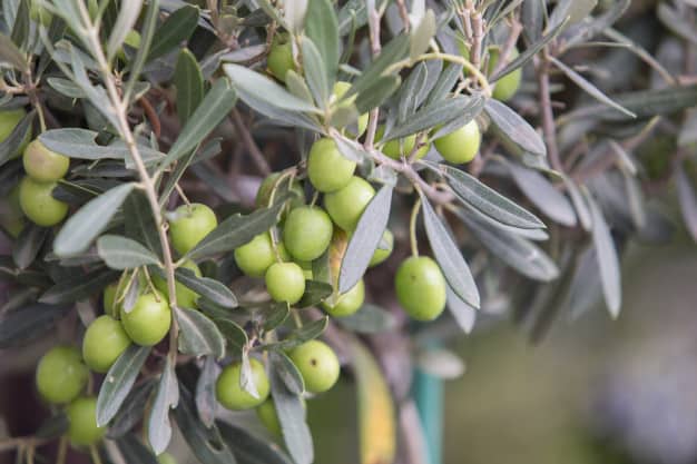 Αναδιάρθρωση Καλλιεργειών